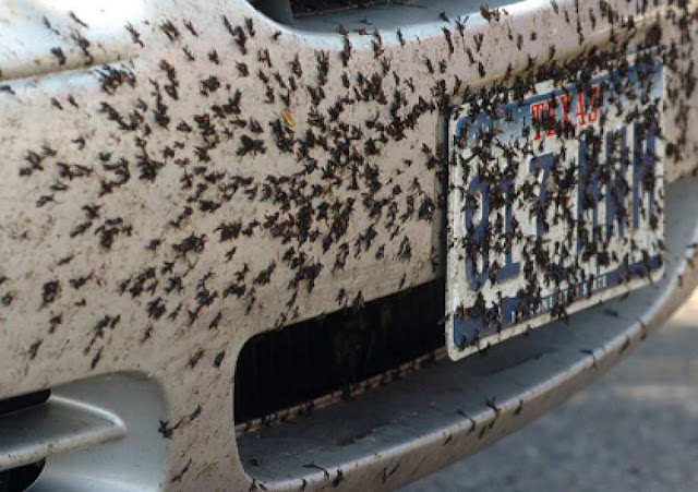 Bugs on Car