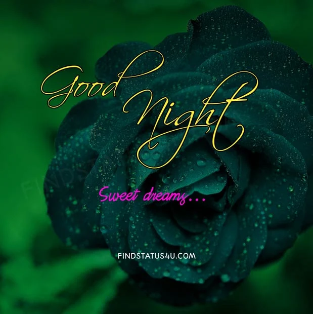 good night rose image