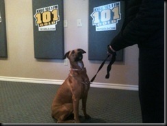 dog - dixie