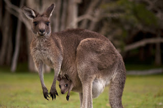 5 things you never knew about kangaroos