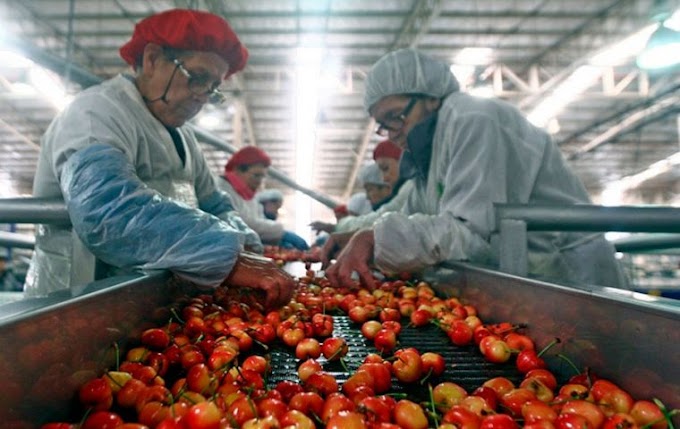 Exportação de frutas chilenas é prejudicada por greve de caminhoneiros
