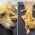 Dog is worst neglect case seen by vet either ALIVE or DEAD