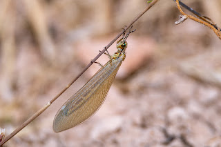 hormiga-leon-macronemurus-appendiculatus-