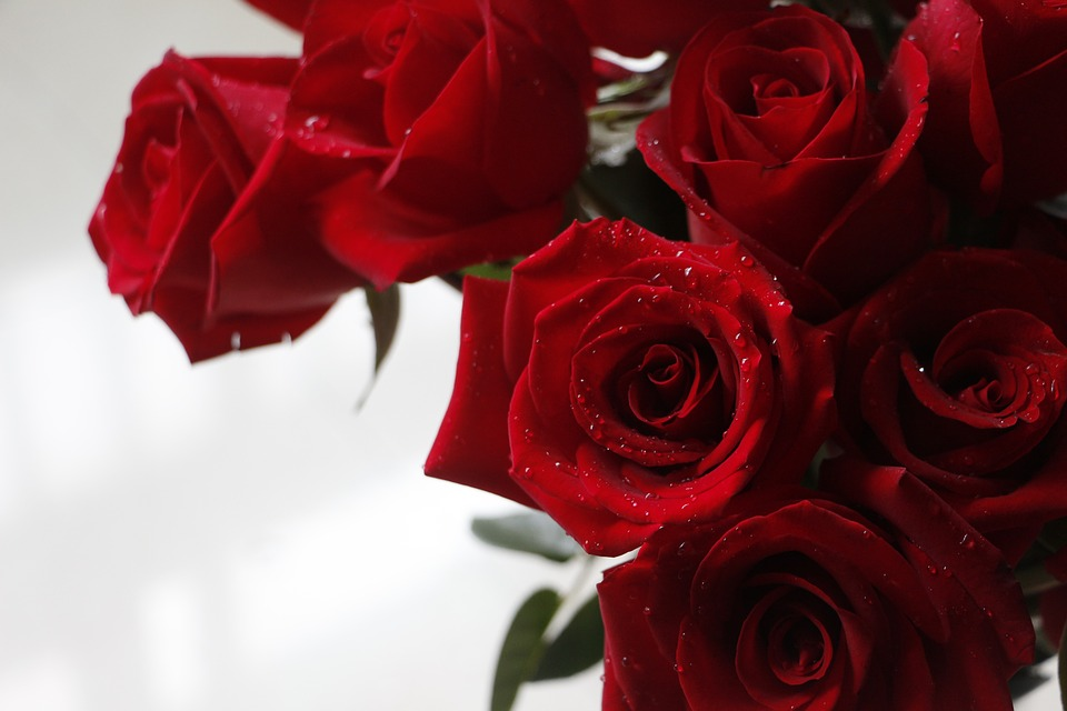 Galeri Kumpulan Gambar  Bunga  Mawar  Merah  Cantik dan Indah  