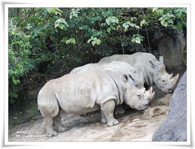 木柵動物園Taipai Zoo-犀牛