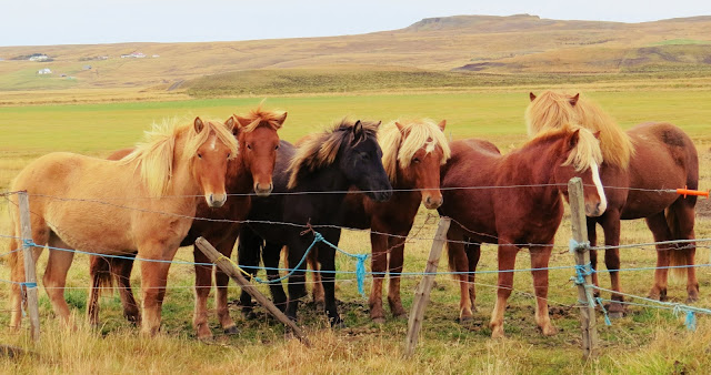 Icelandic Horses