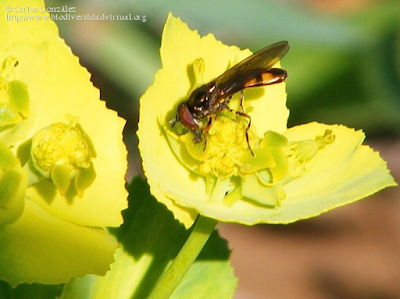 http://www.biodiversidadvirtual.org/insectarium/Melanostoma-mellinum-%28Linnaeus-1758%29-img569068.html