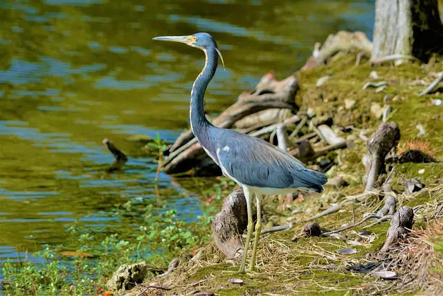 Top 10 Types Of Blue Birds