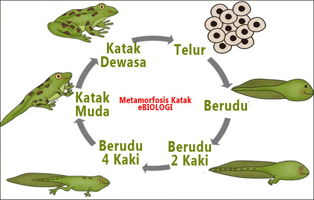 Contoh Hewan Yang Berkembang Biak Ovovivipar - Toast Nuances