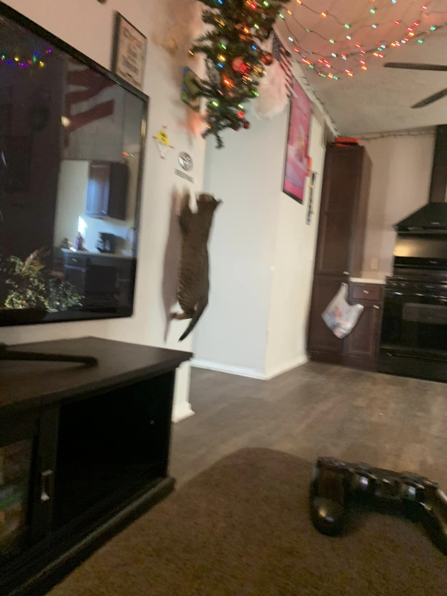 A cat and a Christmas tree