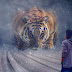 Big Tiger Photomanipulation In Photoshop