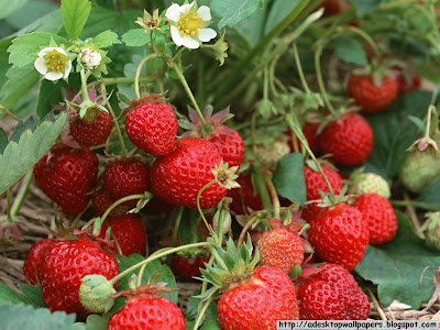 Strawberry Fruit Desktop Wallpapers, PC Wallpapers, Free Wallpaper, Beautiful Wallpapers, High Quality Wallpapers, Desktop Background, Funny Wallpapers http://adesktopwallpapers.blogspot.com