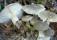  Clitocybe nebularis