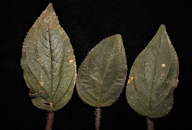 Sonerila maculata