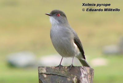 patagonian tyrant birds