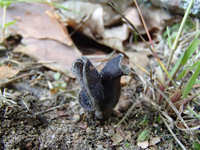 Piestrzyca zatokowata, Helvella lacunosa