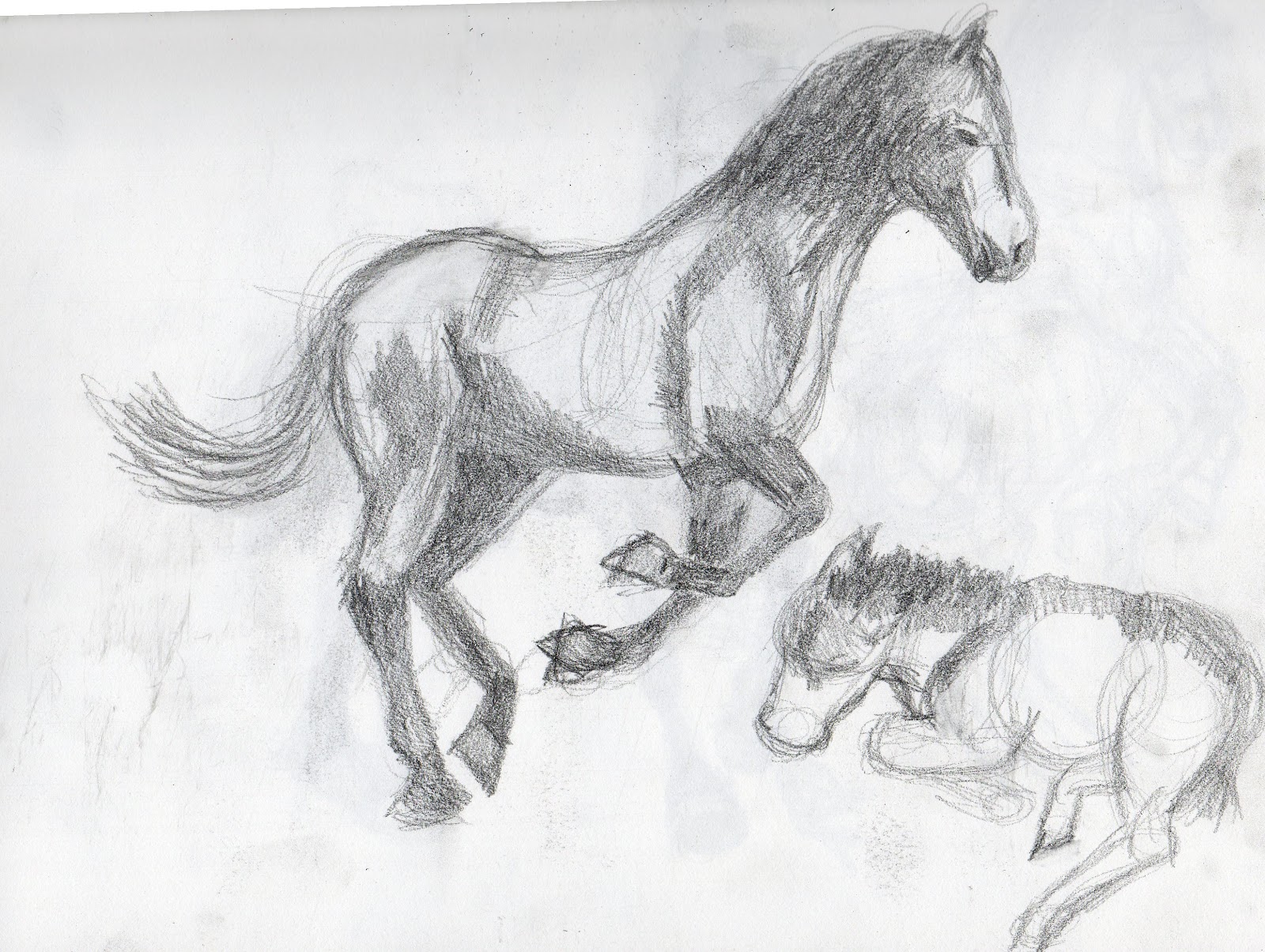 Britt s Graphics Animal  Drawing  Practice Horses