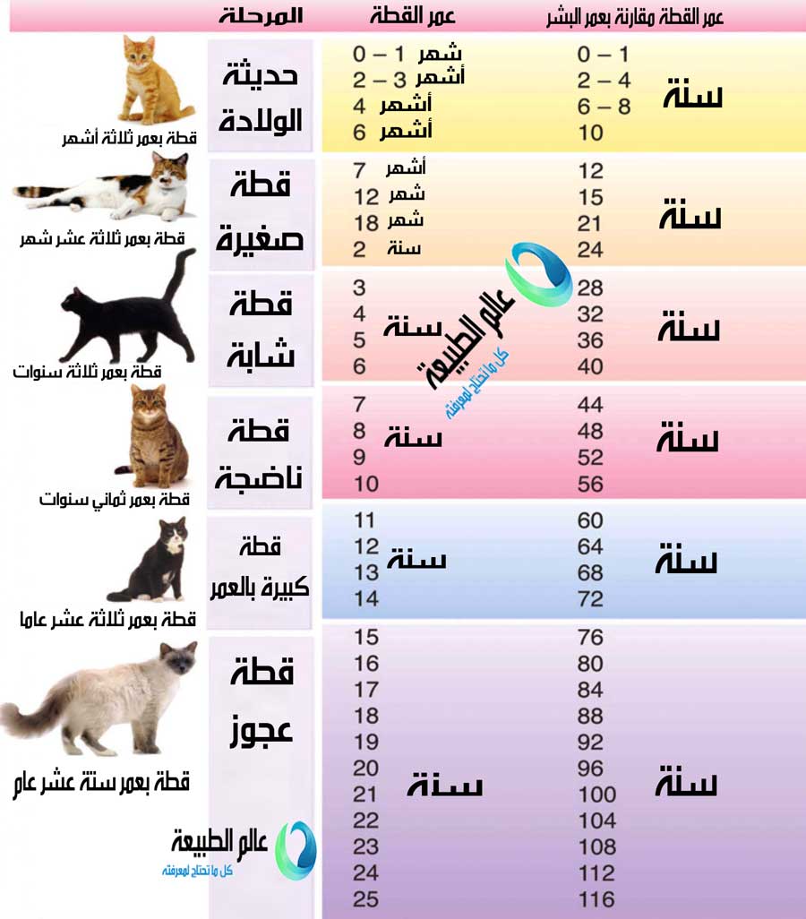 مراحل عمر القطط بالصور