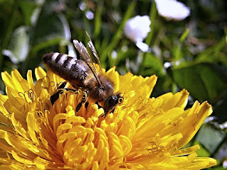 Dandelions are important for pollinators like bees!