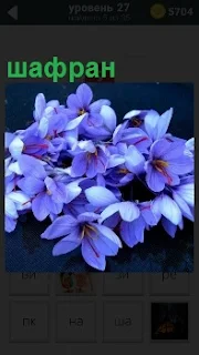 Растение голубого цвета шафран, в качестве пряности, самой дорогой в мире