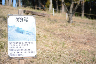 茨城県フラワーパーク河津桜