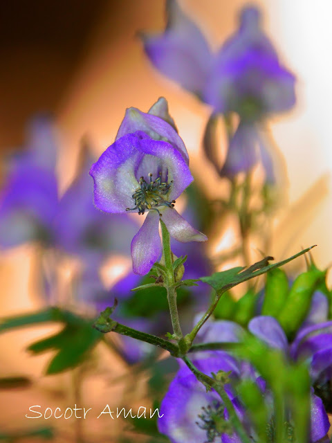 Aconitum japonicum