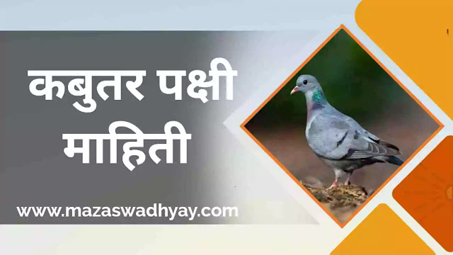 Dove information in marathi | कबूतर पक्षी माहिती | कबूतर पक्षी मराठी माहिती