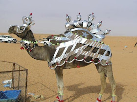 funny animal pictures, camel queen