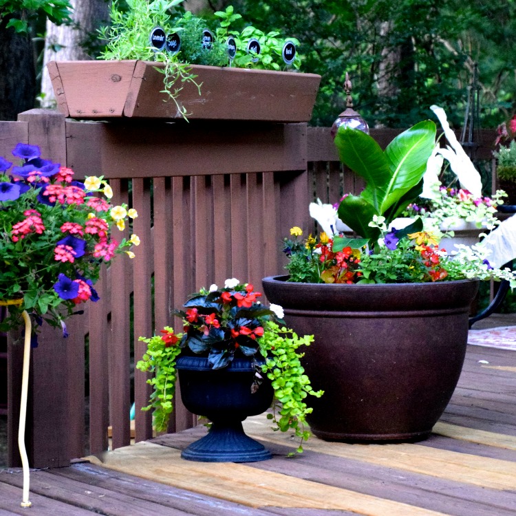 Summer container gardens on my back deck | Ms. Toody Goo Shoes
