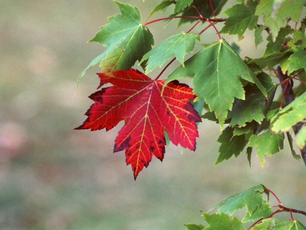 Newfoundland Nature: Red Maple or Reddish Maple?