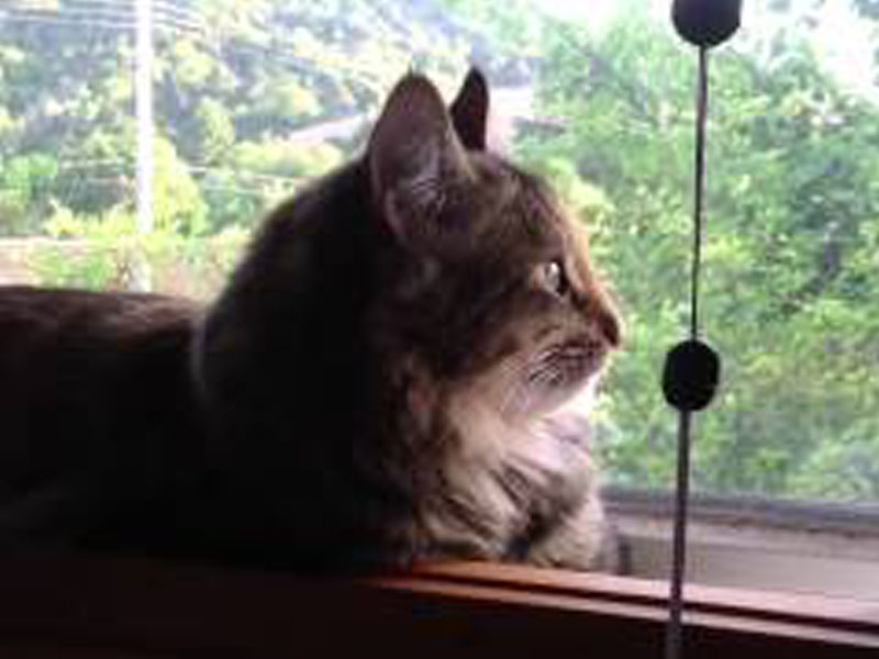 Foto foto kucing termangu di balik Jendela Kucing gue