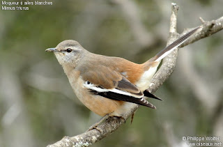 calandria real Mimus triurus aves Argentinas y de otros lugares