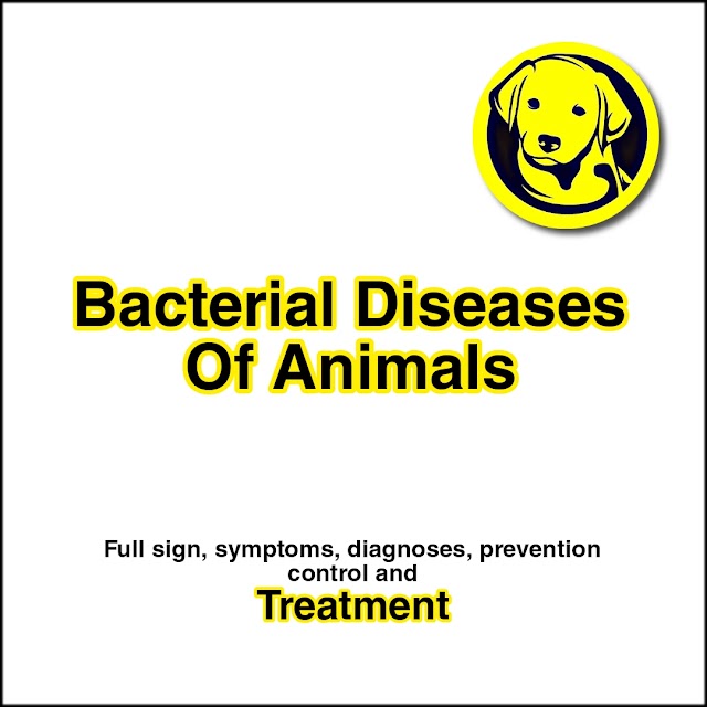 FREE Download Full Lecture On Bacterial Diseases Of Animals