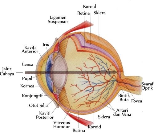 Keajaiban dalam Tubuh Manusia: Mata