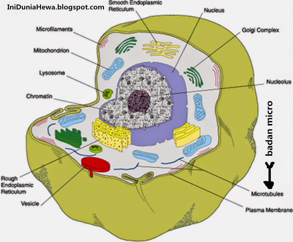 Dunia Hewan  PENYUSUN SEL  HEWAN  BESERTA  PENJELASANNYA 
