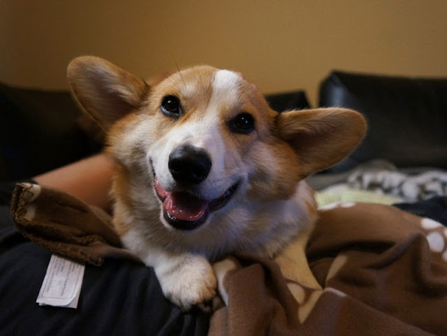 Meet Corgnelius the cutest corgi on the internet, Corgnelius, cute corgi pictures, dog photos