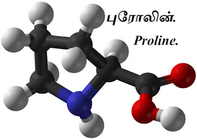 Proline