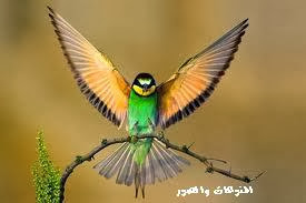 اجمل صور طيور جميلة جدا اروع واحلي صور طيور في العالم