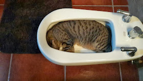 Funny cats - part 88 (40 pics + 10 gifs), cat sleeps in a bidet