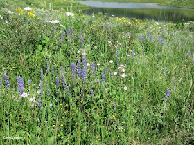 wildflowers, Intersection routes 40 and 14, Colorado, early July 2015