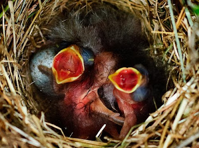 Innocent New Born Bird Babies