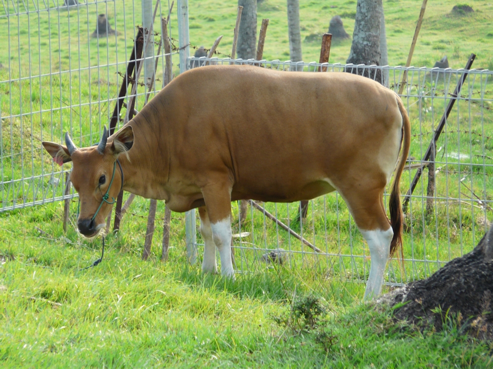 Rumput Liar Indegenous Cattle  of Indonesia Sapi Bali