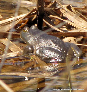 Bull Frog