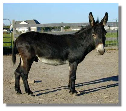 horses mating with donkey. horses mating pics. horses