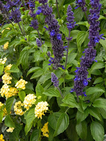 Salvia 'Mystic Spires Blue' and Lantana camara 'Luscious Bananarama' flowers at the Toronto Botanical Garden by garden muses--not another Toronto  gardening blog