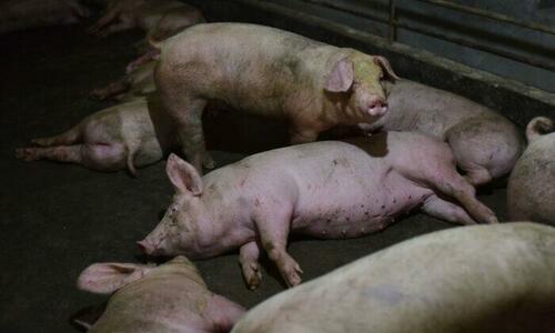Feed Shortage Leads To Pig Cannibalism, China's Economy Worsens