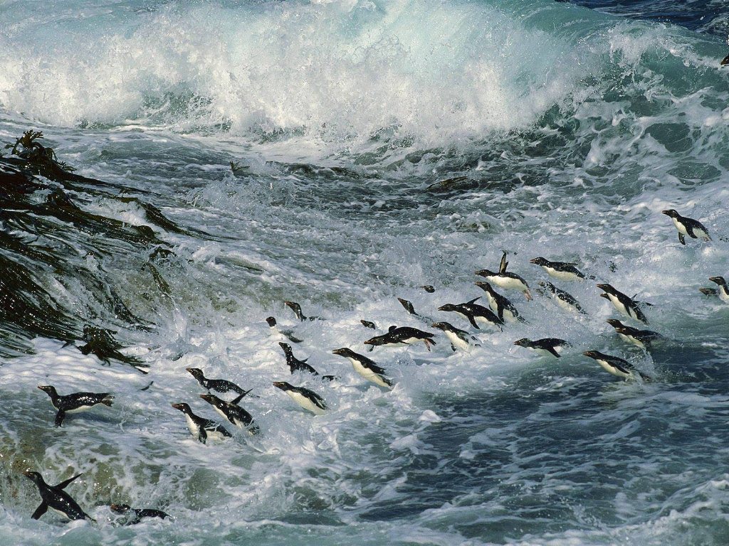 Penguins in Sea | Animals Wallpapers