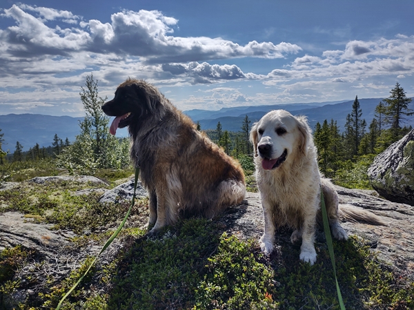 hallingdal flå turufjell stolpejakt leonberger golden retriever