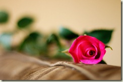 Rose_5