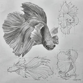 10-Siamese-fish-fins-Tutorial-Drawings-Anjjaemi-www-designstack-co